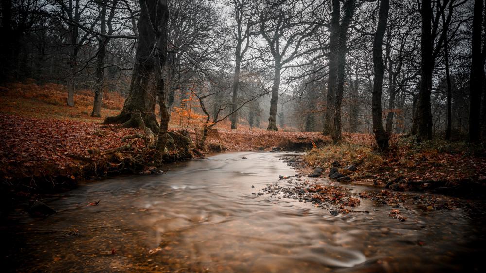 Misty Autumn Forest River Flowing Through Ancient Trees in 4K wallpaper