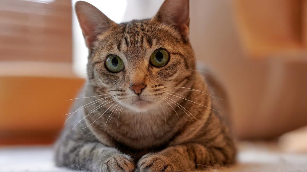 Soft Focus Grey Tabby Cat Portrait With Curious Green Eyes wallpaper