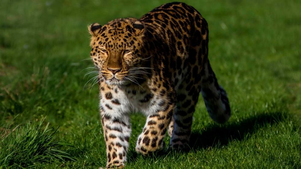 Amur Leopard Stalking Through Sunlit Grasslands in Silent Focus wallpaper