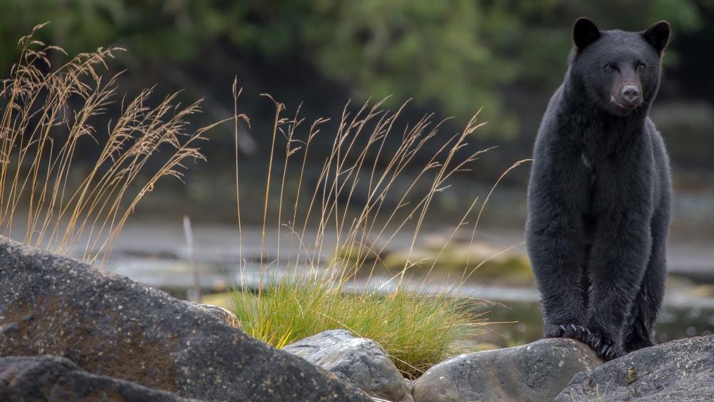 Silent Sentinel American Black Bear by the Rocky Shore wallpaper