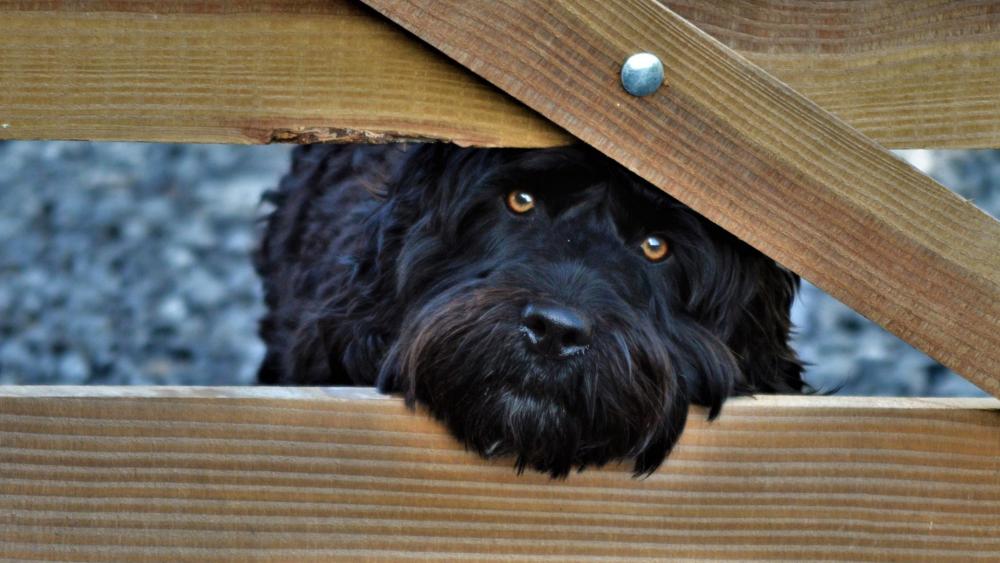 Curious Black Dog Peeking Through Wooden Fence Slats wallpaper