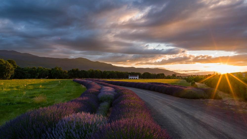 Golden Sunrays Over Endless Lavender Rows at Dusk wallpaper