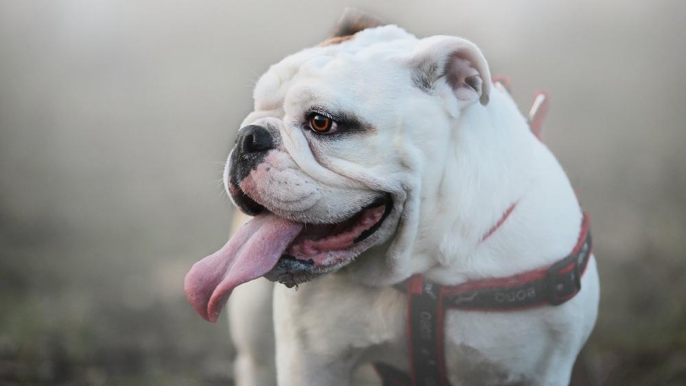 Cheerful English Bulldog Portrait in Soft Morning Light wallpaper