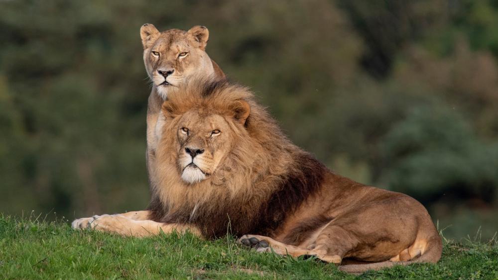 Regal Lion Couple Resting in Golden Savannah Light wallpaper