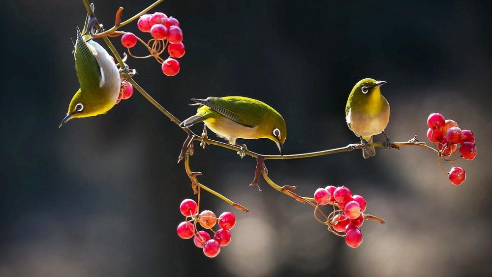 Warbling White Eyes Among Winter Berries on a Twig wallpaper