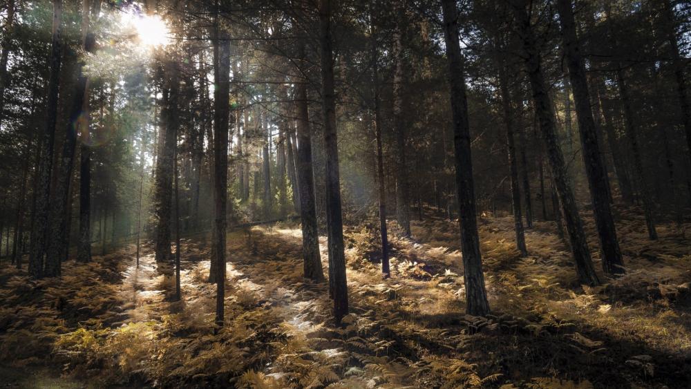 Sunbeams Through Fern Carpeted Forest wallpaper