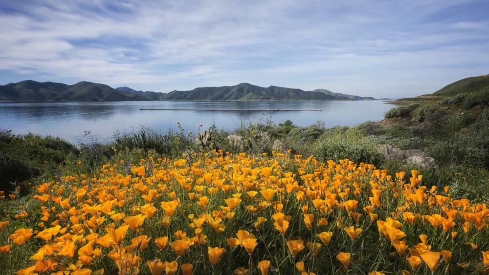 Golden Poppies Beside Diamond Valley Lake California Landscape wallpaper
