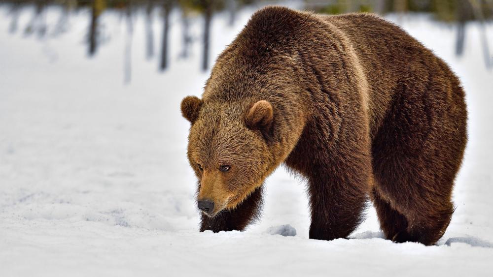 Majestic Brown Bear Walking Through Winter Snowfield wallpaper