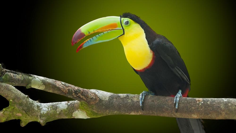Vivid Keel Billed Toucan Portrait on Rainforest Branch wallpaper