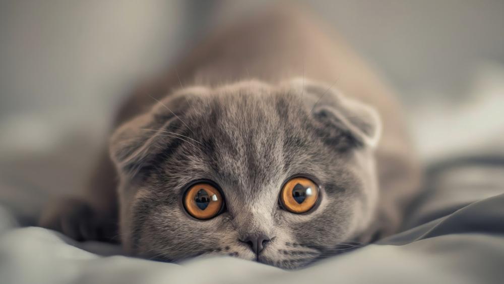 Soft Grey Kitten With Big Amber Eyes Cozy AI Art Wallpaper wallpaper