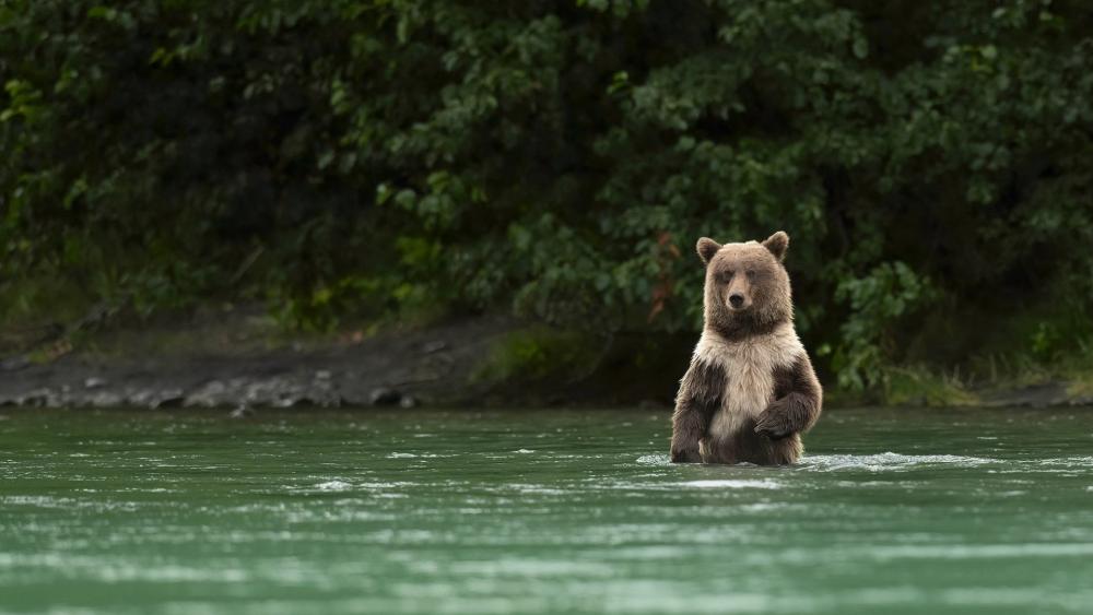 Solitary Brown Bear Standing in River Beneath Lush Forest Canopy wallpaper