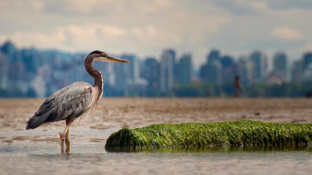 Great Blue Heron Watching the Tide Near the City Skyline wallpaper