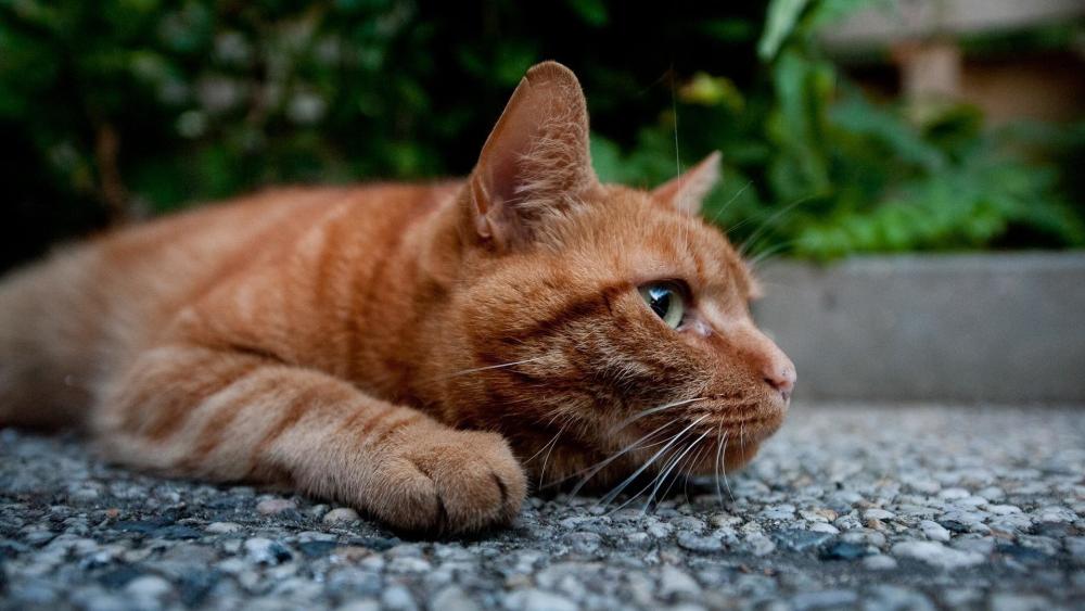 Amber Tabby Cat Resting Quietly on Garden Stone Path wallpaper