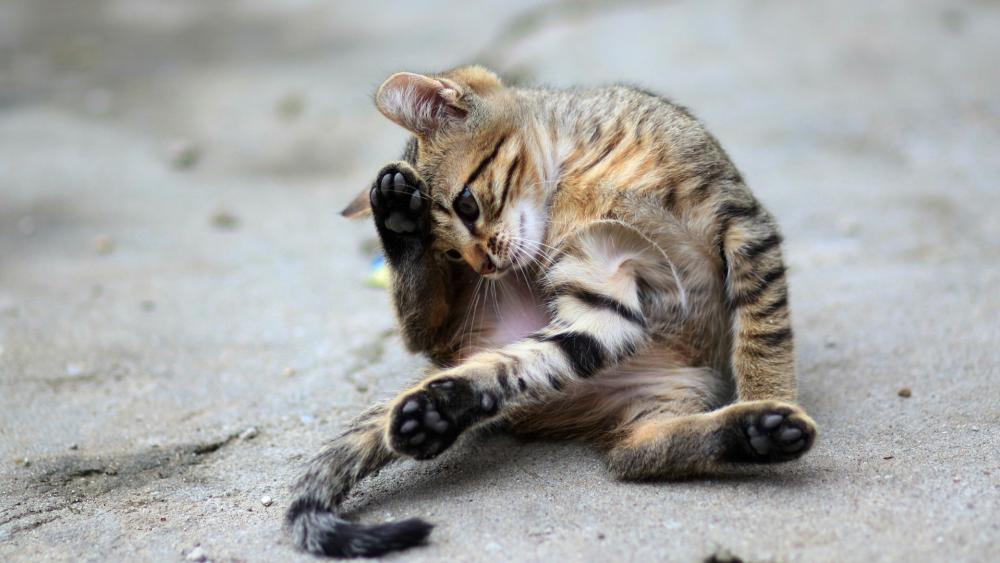 Playful Tabby Cat Grooming on Soft Concrete Background wallpaper