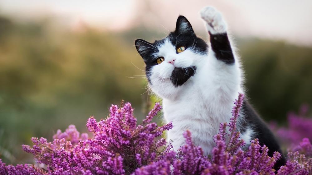 Playful Tuxedo Cat Waving Among Purple Heather Blooms wallpaper
