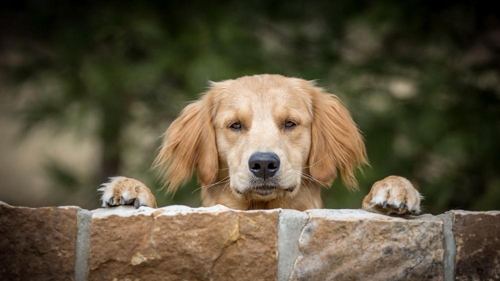 Curious Golden Retriever Peeking Over Stone Wall wallpaper