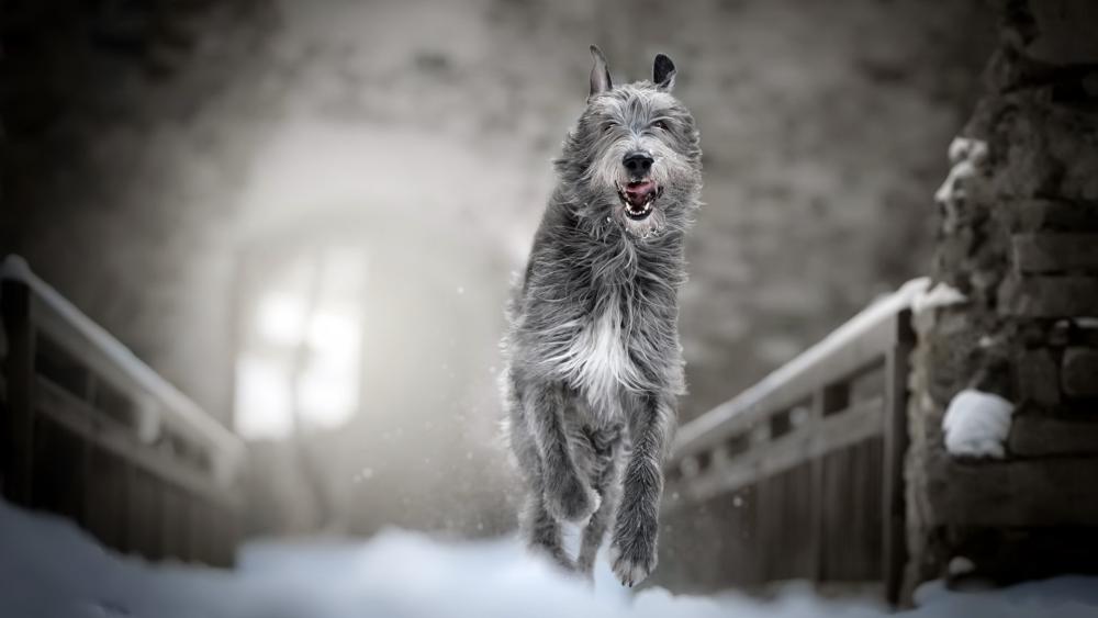 Majestic Irish Wolfhound Running Through Winter Courtyard Mist wallpaper