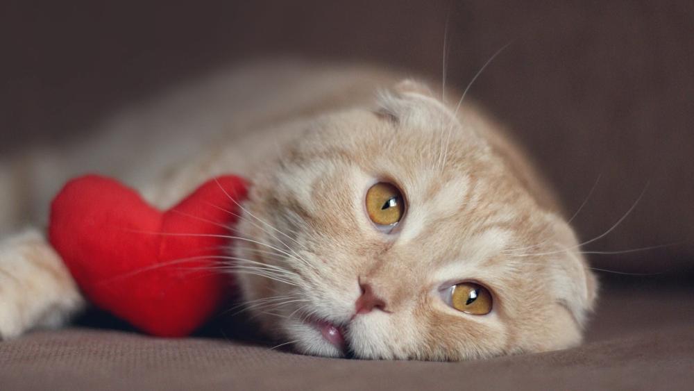 Cozy Scottish Fold Cat Cuddling a Bright Red Heart Pillow wallpaper