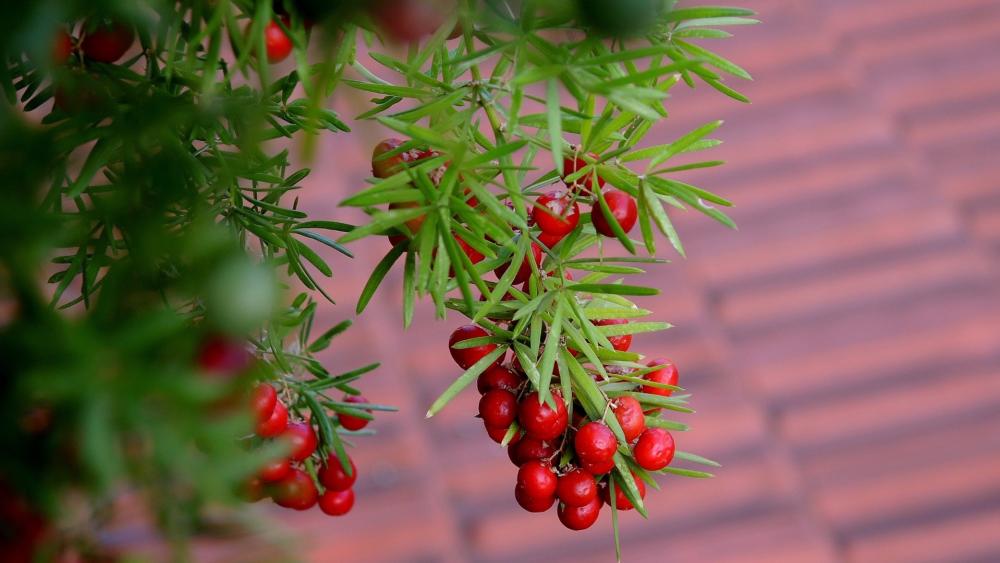 Crimson Berries on Asparagus Densiflorus in Soft Garden Light wallpaper