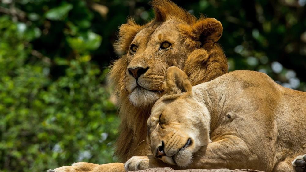 Majestic Lion Couple Resting in Sunlit Savannah Greens wallpaper