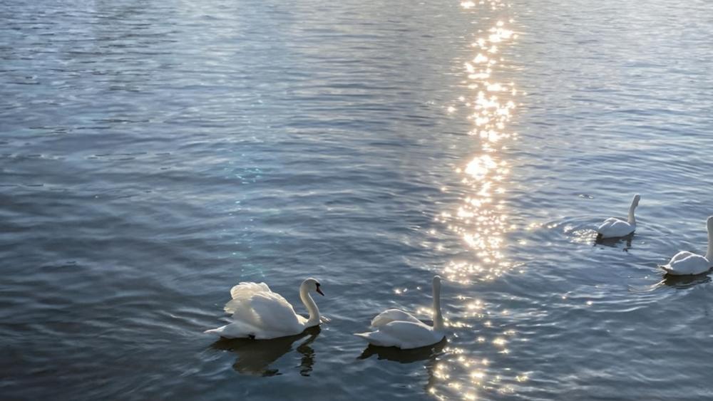 Sunlit Swans Drifting on Calm Blue Water wallpaper