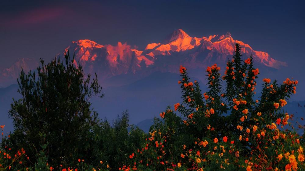 Himalayan sunset wallpaper
