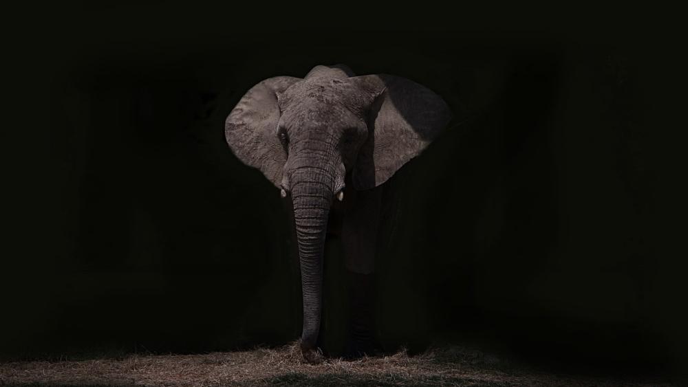 Majestic Elephant Emerging From Shadows in Minimal Dark Wilderness wallpaper