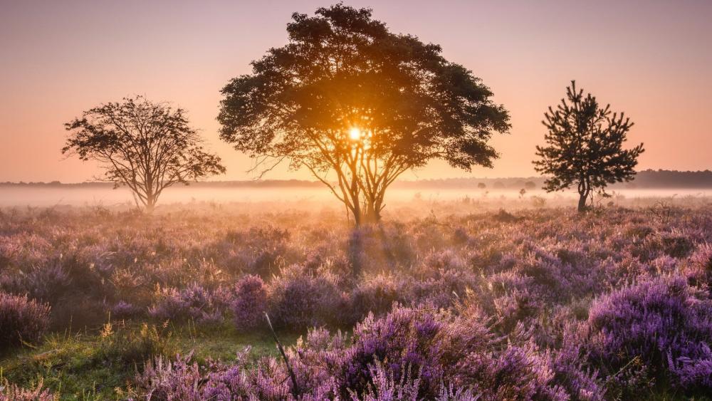 Sunrise Glow Over Heather Fields in Misty Morning Calm wallpaper