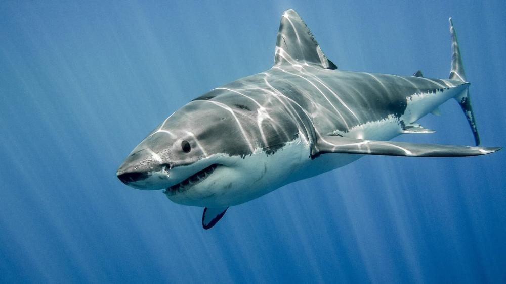 Majestic Great White Shark Gliding Through Sunlit Blue Depths wallpaper