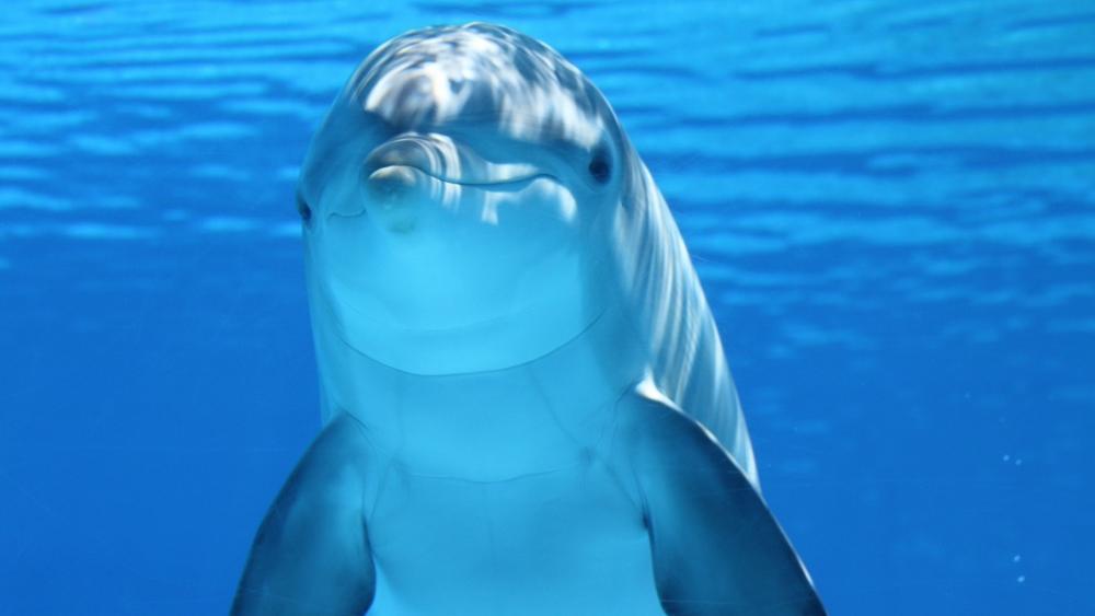 Smiling Bottlenose Dolphin in Clear Blue Ocean Depths wallpaper