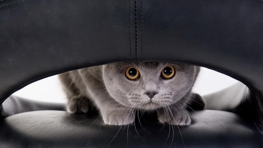 Peekaboo Scottish Fold Cat with Golden Eyes in Cozy Hideout wallpaper