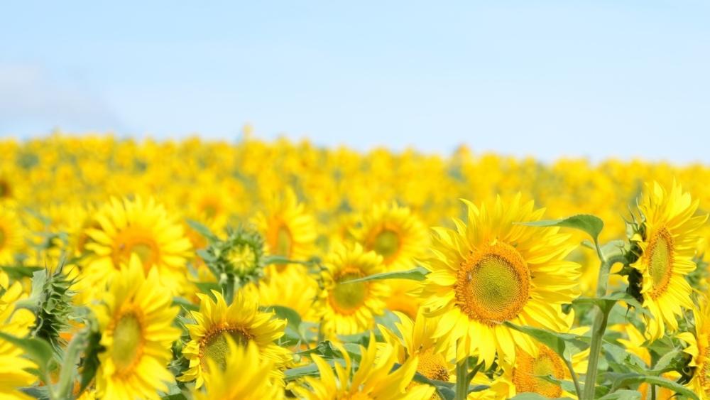 Endless Sunflower Field Under Clear Summer Sky wallpaper