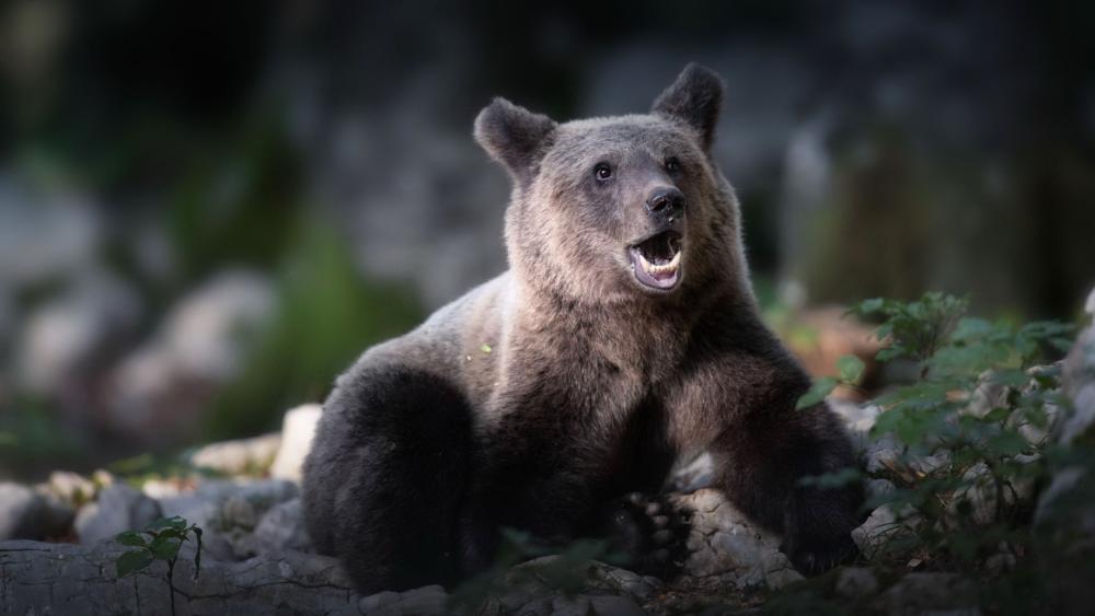 Majestic Brown Bear Resting in Forest Shadows wallpaper