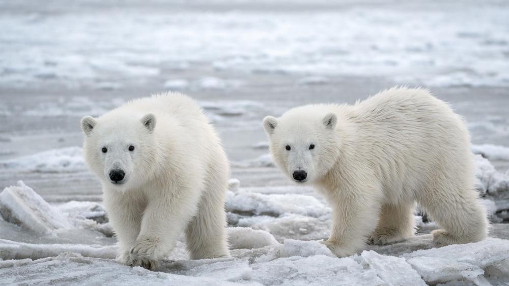 Arctic Innocence Polar Bear Cubs on Frozen Shoreline wallpaper