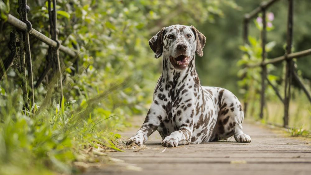 Serene Dalmatian Portrait on a Sunlit Garden Bridge in 5K wallpaper