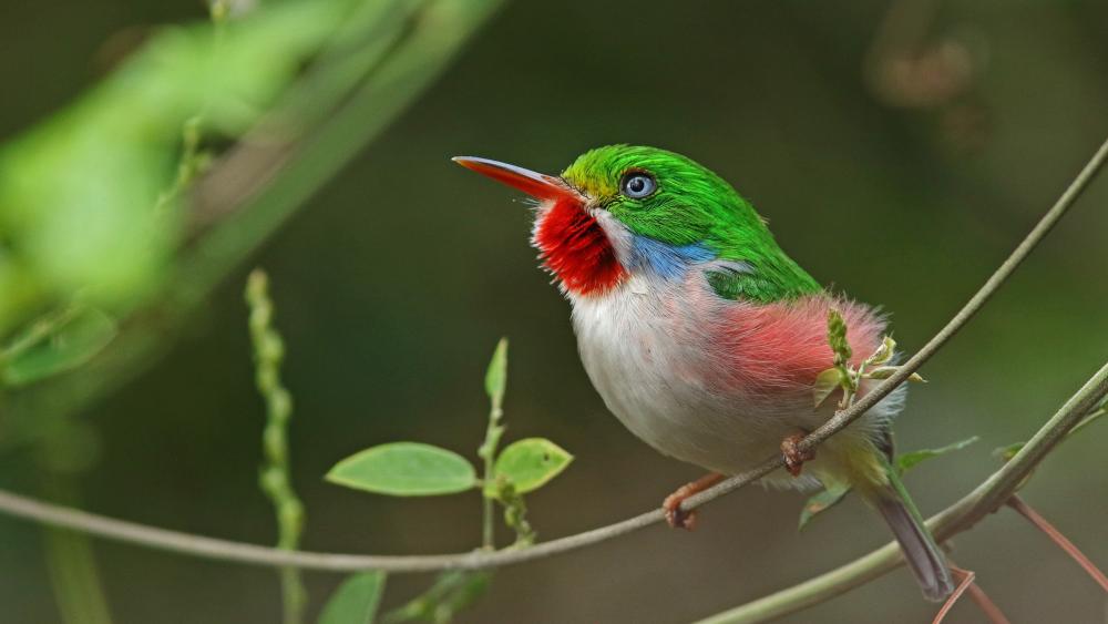 Vibrant Cuban Tody Perched on a Forest Vine in 4K wallpaper
