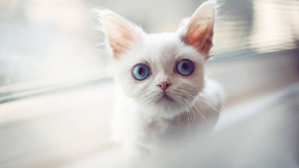 Blue Eyed White Kitten with Fluffy Fur and Curious Gaze wallpaper