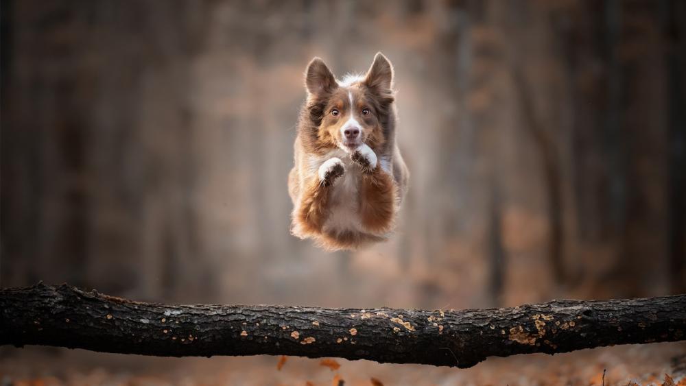 Leap of Joy Dog Soars Over Log in an Autumn Forest wallpaper