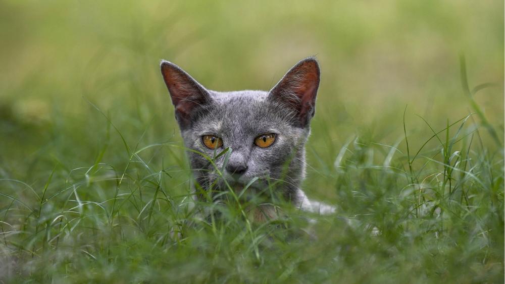 Silent Russian Blue Watching Through Summer Grass wallpaper