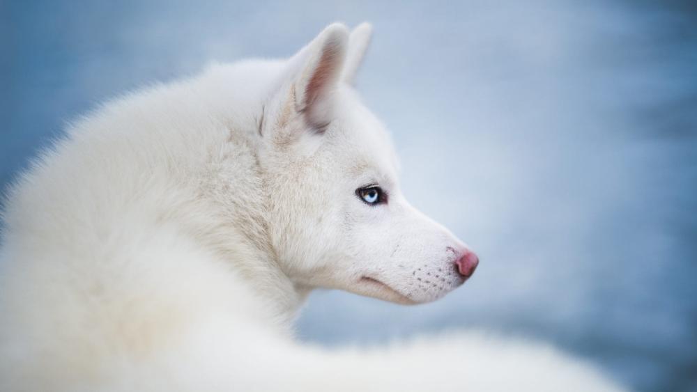 Serene White Siberian Husky Profile Against Winter Blue wallpaper