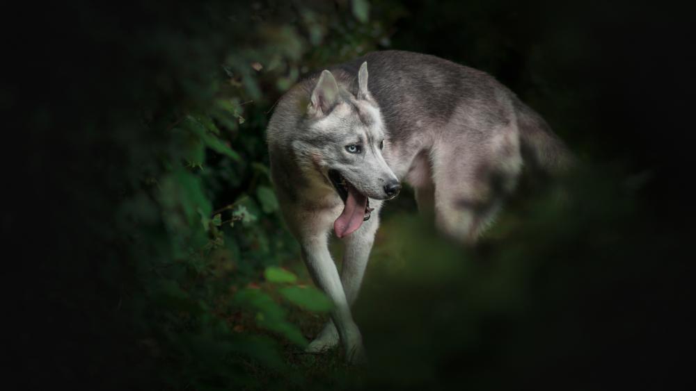 Majestic Husky Wandering Through Shadowy Forest Greenery in Ultra HD 5K wallpaper