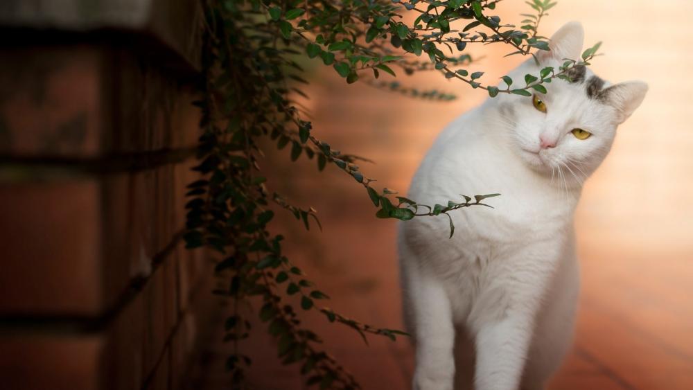 Curious White Cat in Warm Evening Light Among Garden Vines wallpaper