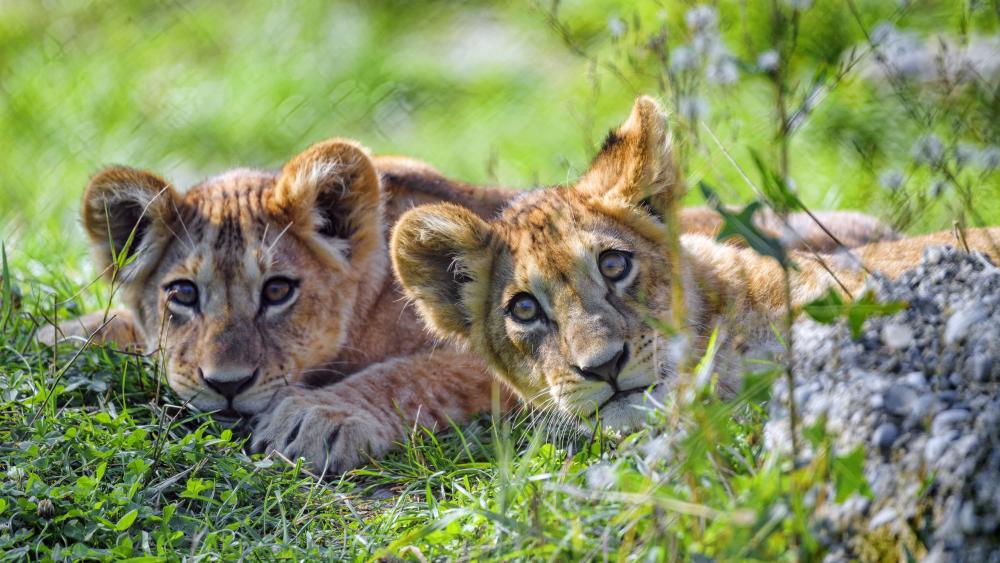 Adorable Lion Cubs Resting in Sunlit Grass 4K Wildlife Wallpaper wallpaper