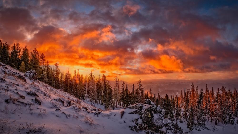 Blazing Winter Sunset Over Snowy Pines and Rocky Hillside wallpaper