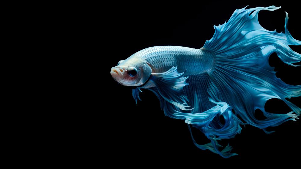 Azure Betta Elegance on Deep Black 5K Wallpaper wallpaper