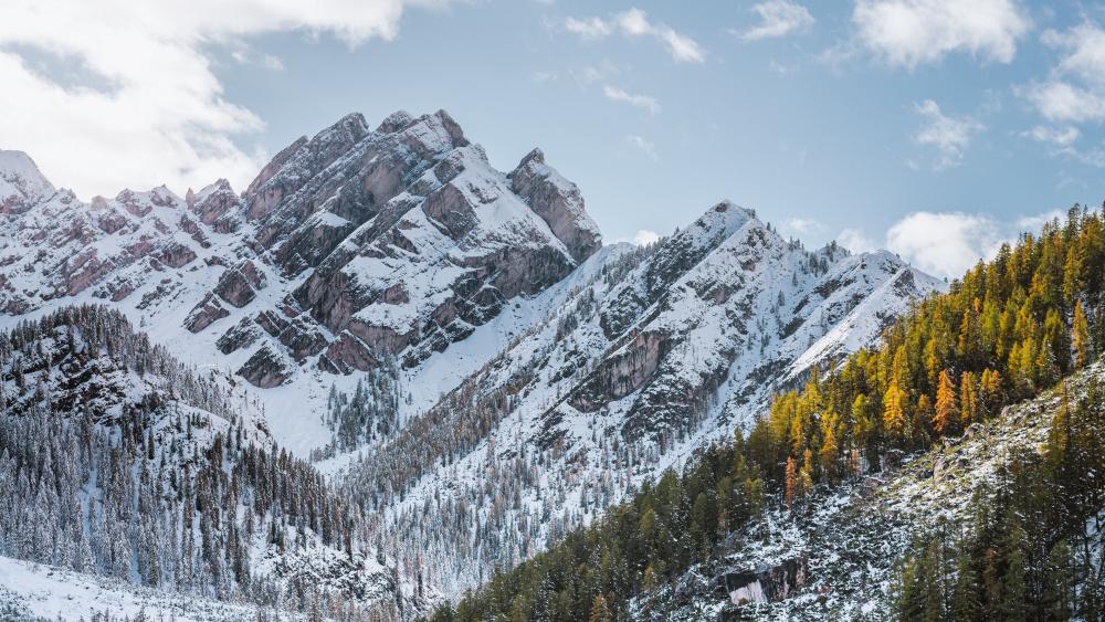Snowy Peaks Above Golden Pines in the Dolomites of Braies wallpaper