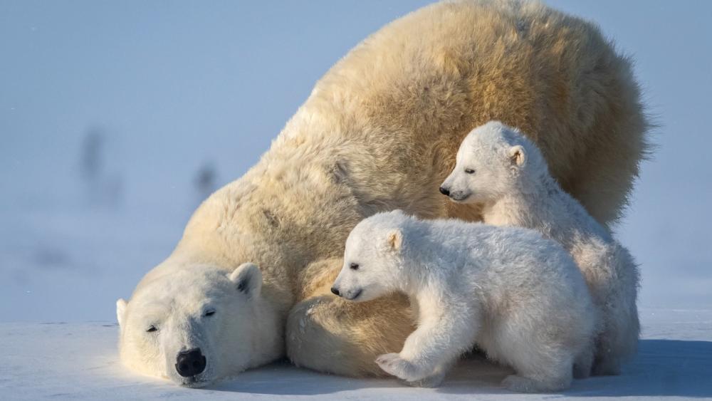 Arctic Tenderness Polar Bear Mother Resting With Curious Cubs wallpaper