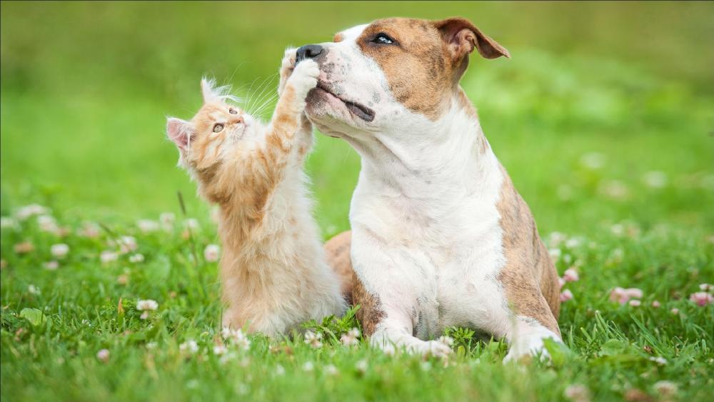 Tender Kitten Reaches for Gentle Dog in Sunny Meadow wallpaper