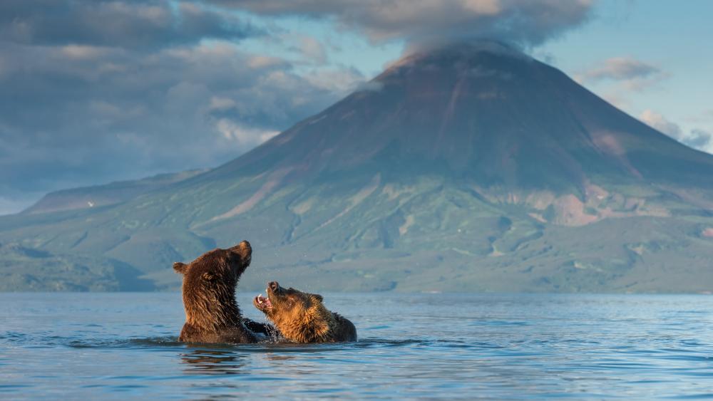 Kamchatka Bears Playing Beneath a Misty Volcano in 4K Wilderness wallpaper