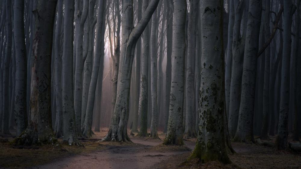 Misty Woodland Path Through Towering Trees in Cinematic 4K wallpaper